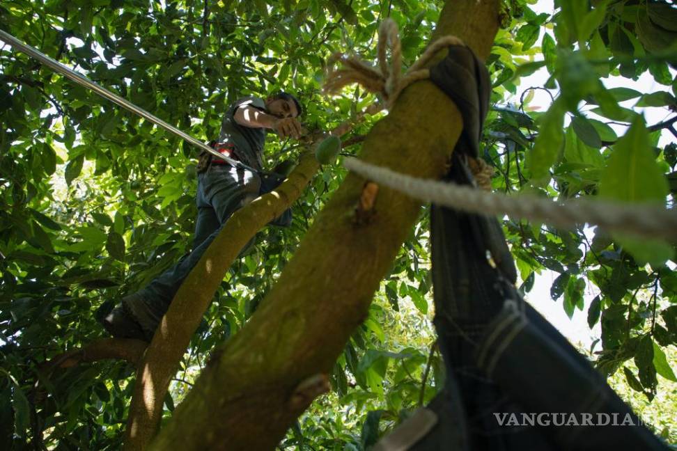 Ruta de los aguacates mexicanos para el Super Bowl, es larga y peligrosa