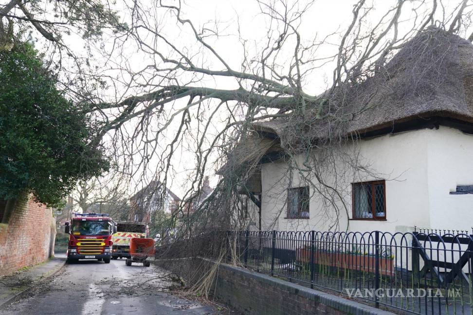 $!Un árbol después de caer sobre una cabaña con techo de paja después de fuertes vientos en Ashby de la Zouch, Inglaterra. AP/Joe Giddens/PA