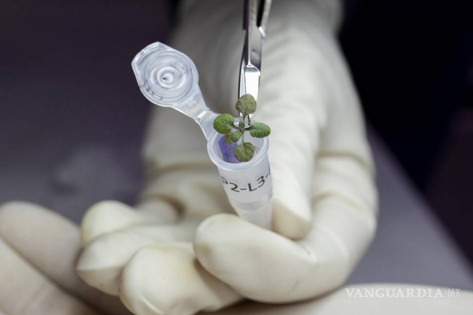 $!Una planta cultivada durante el experimento en un vial para un eventual análisis genético en el laboratorio de la institución en Gainesville, Florida (EU).