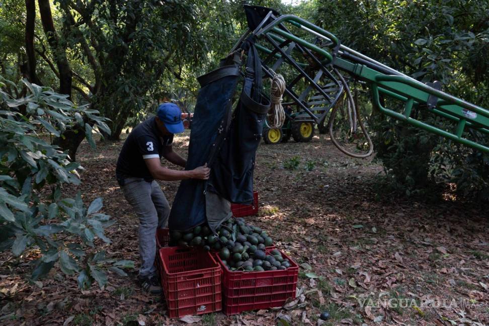 $!Trabajadores recolectan en tractores aguacates orgánicos hass durante la cosecha en Tancítaro, Michoacán.