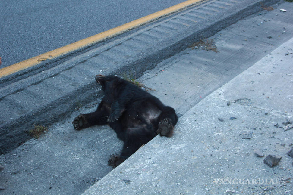 $!Encuentran muerto a oso negro en carretera a Los Chorros
