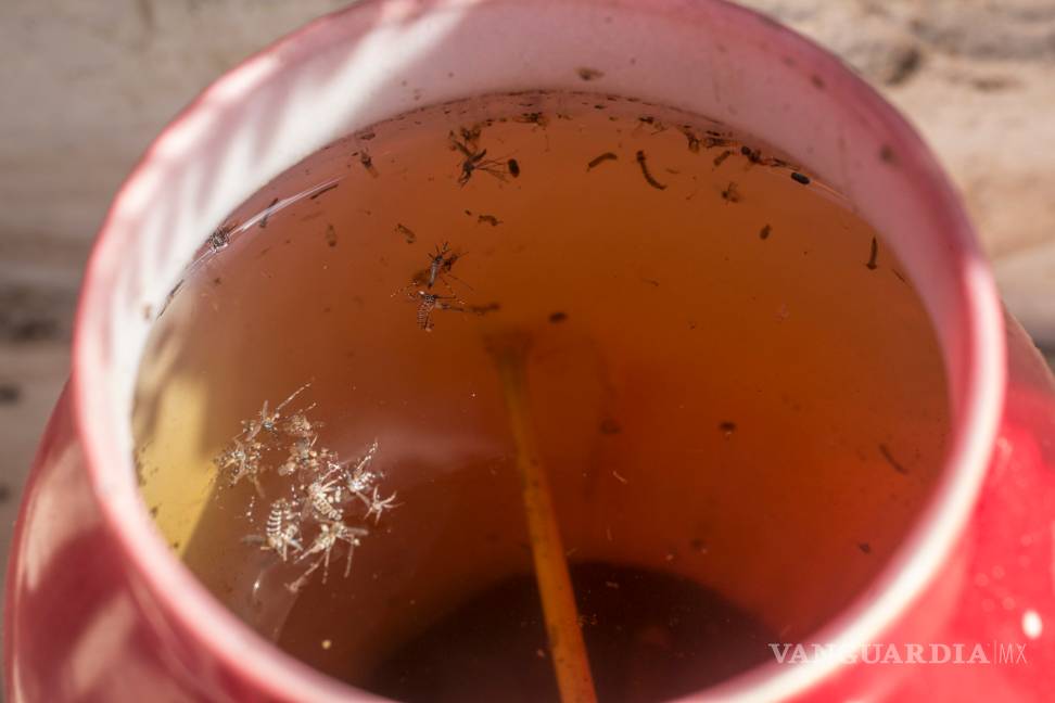 Temporada de calor fortalecería el zika