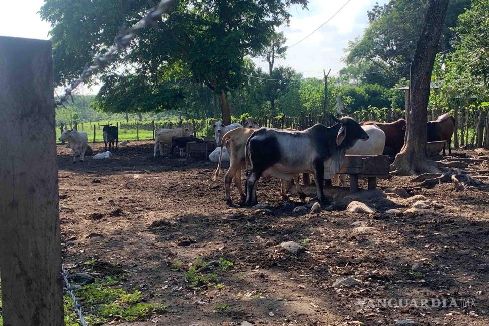 $!El presente año cerrará con más de 11 mil casos de miasis en animales, de los cuales casi 5 mil se detectaron en Chiapas.