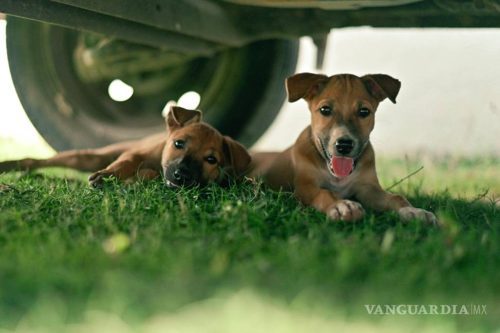 $!tico no solo impacta a los seres humanos, sino también a quienes más amamos: nuestras mascotas