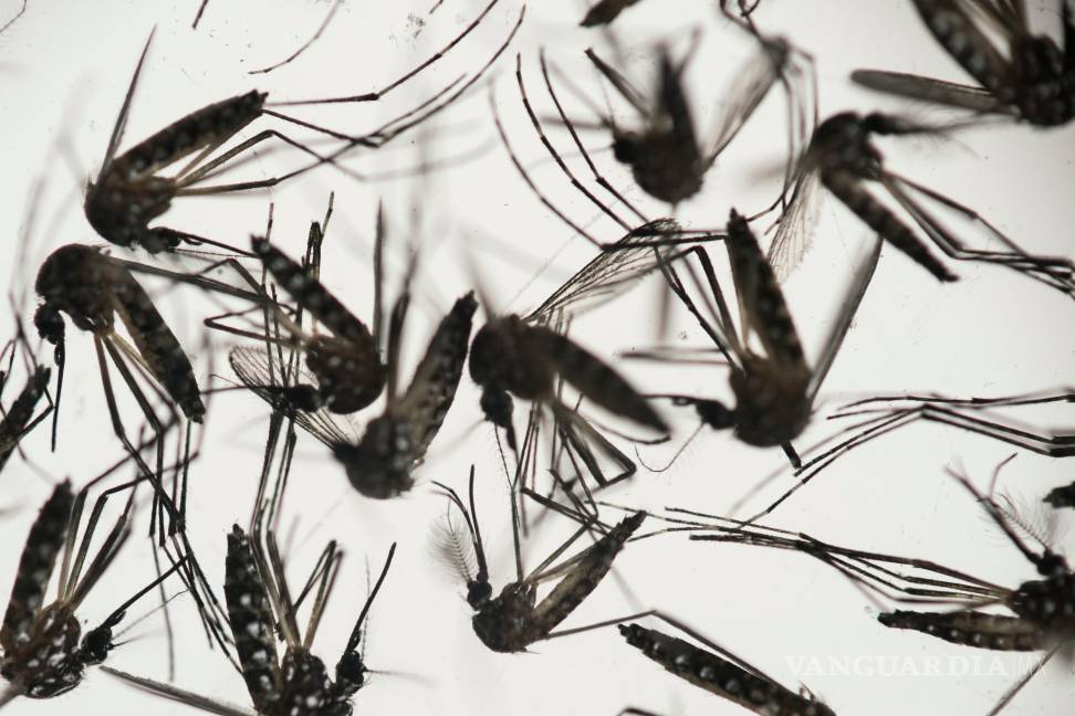 Virus del Zika no es mortal: experto de la UNAM