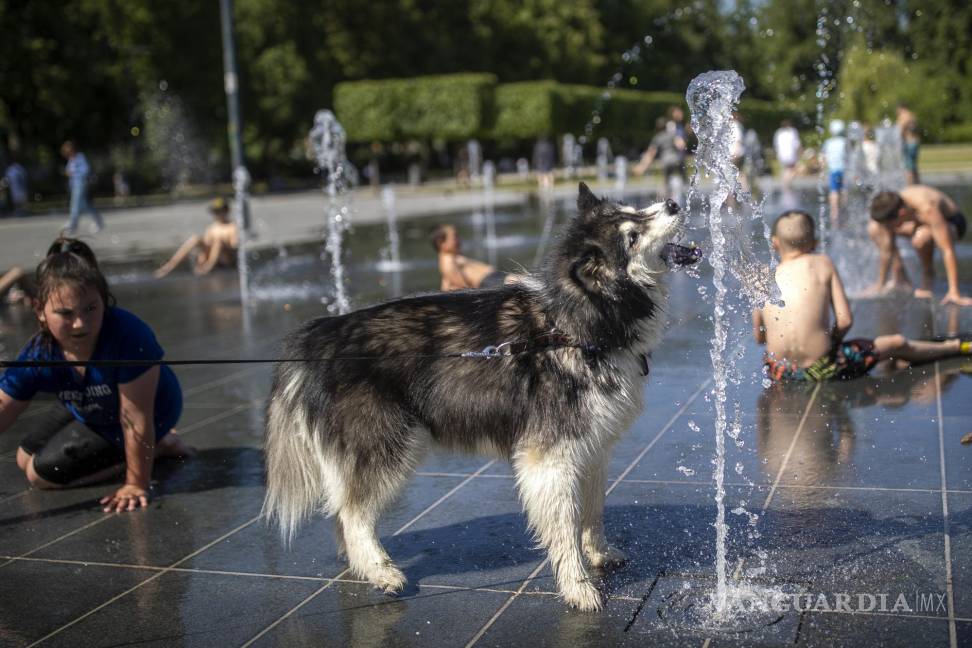 $!Un perro se refresca en una fuente pública en Vilnius, Lituania.