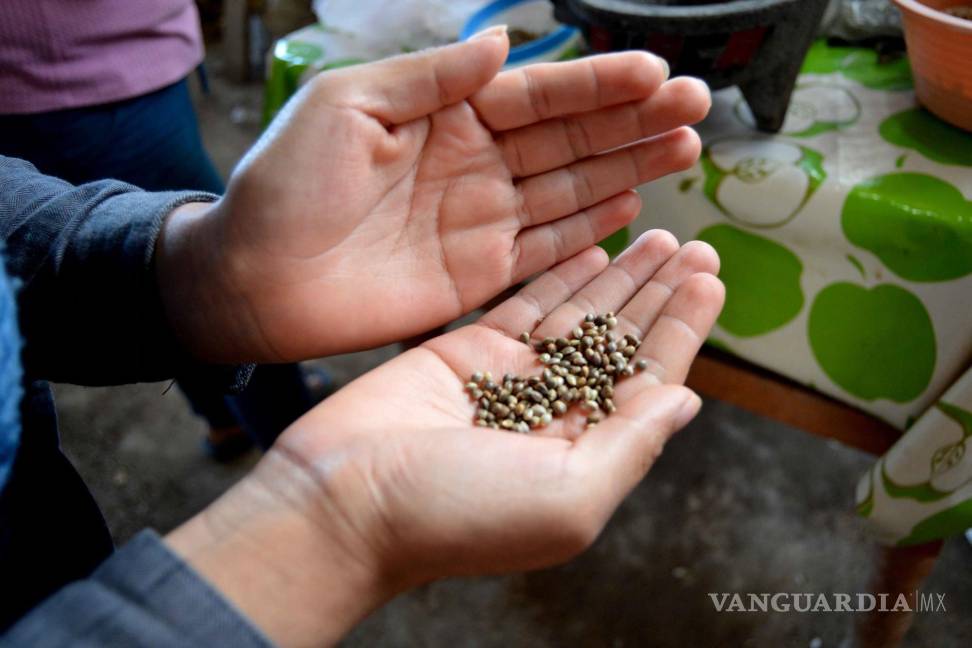 Hay potencial para ser líderes mundiales de cannabis: experto