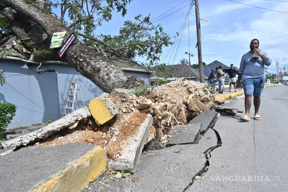 $!Una persona camina frente a un árbol caído debido al paso del huracán Melissa en la Parroquia de Saint Ann en el condado de Middlesex, Jamaica.