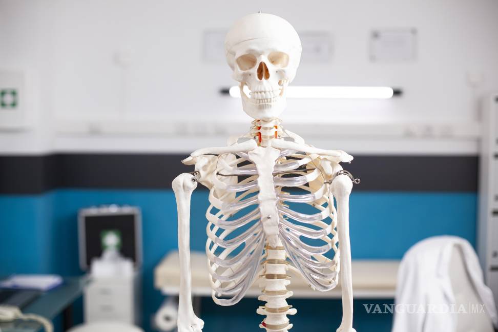 $!Durante años, el calcio ha sido el protagonista indiscutible cuando se habla de salud ósea y prevención de fracturas.