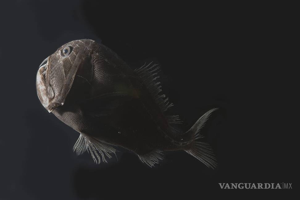 $!Peces que se vuelven invisibles luchan por sobrevivir en las profundidades del océano