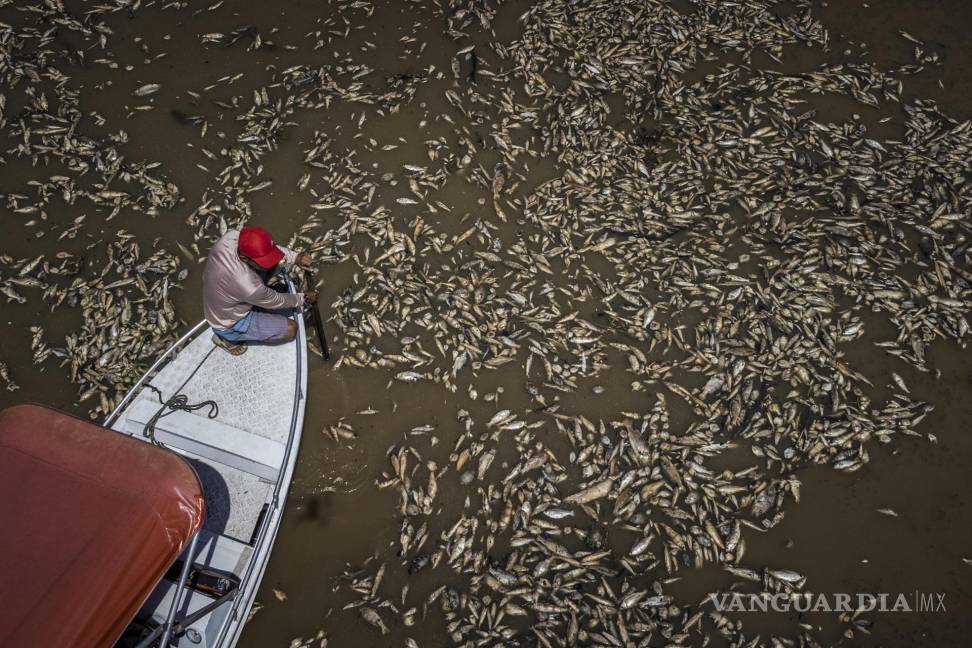$!Paulo Monteiro da Cruz navega entre miles de peces muertos por el calor y la acidez del agua, en la Reserva de Desarrollo Sostenible Lago do Piranha, Brasil.