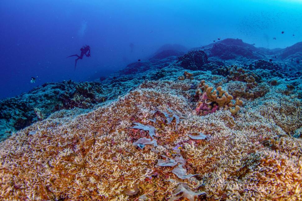 $!Buceadores de National Geographic Pristine Seas inspeccionan el coral más grande del mundo en las Islas Salomón.