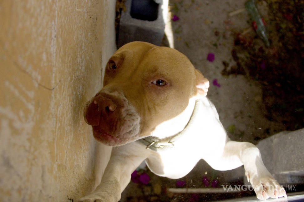 $!Aumenta hasta 300% abandono de perros pitbull en Saltillo, casi todos son sacrificados