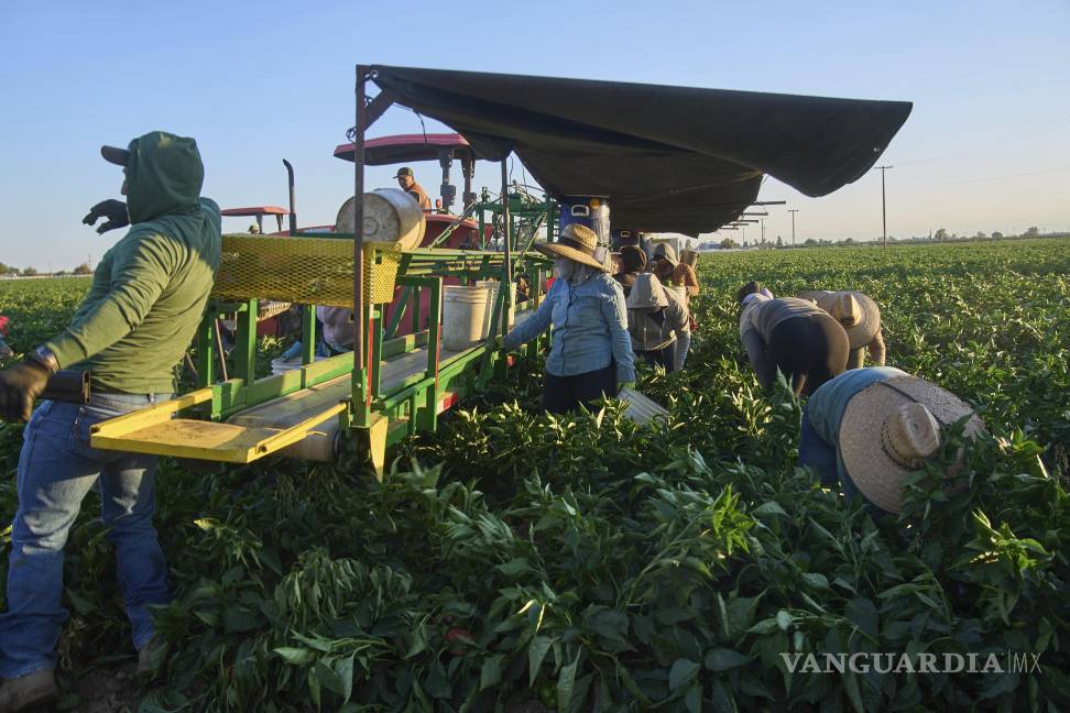 $!Las redadas migratorias en granjas, negocios y sitios de construcción lo paralizaron todo, dijo Rodriguez, directora de defensa de los trabajadores agrícolas.