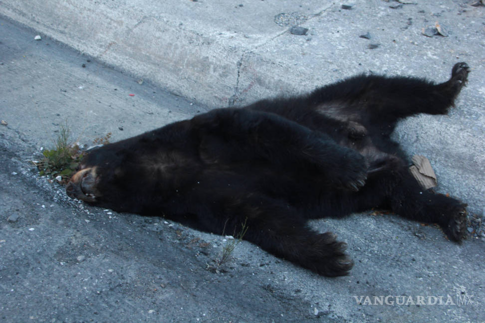 $!Encuentran muerto a oso negro en carretera a Los Chorros