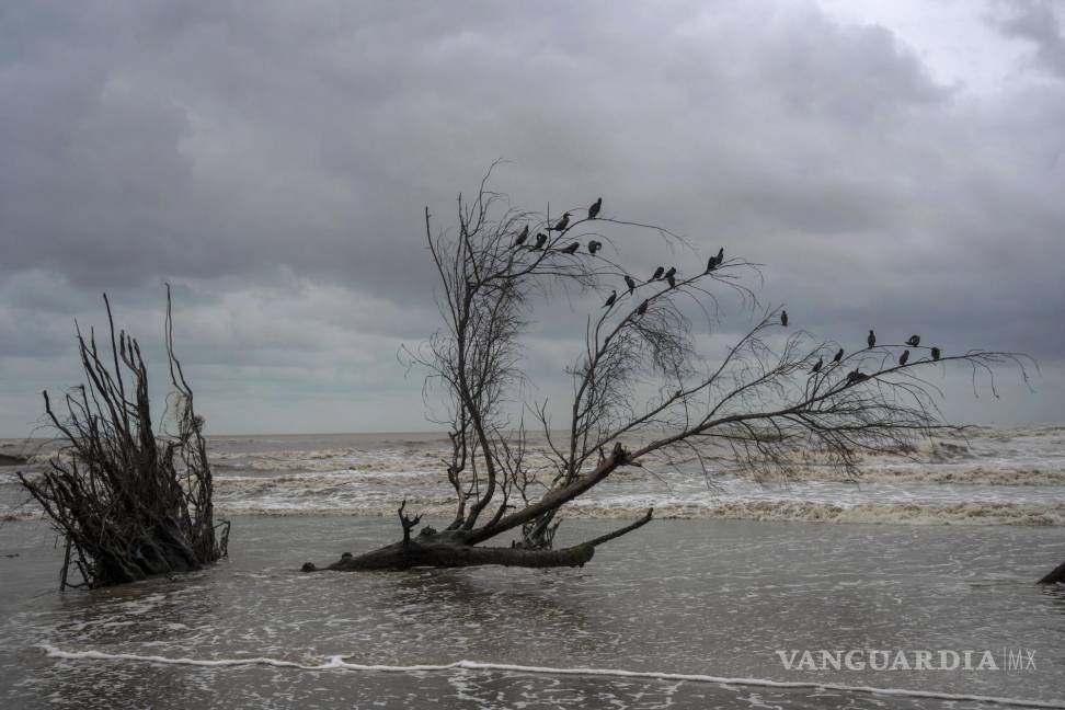 $!Los pájaros se posan en las ramas de un árbol talado por las inundaciones provocadas por el aumento del nivel del mar en el Golfo de México, en El Bosque.