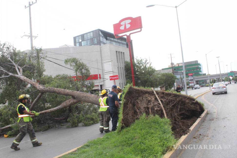 $!El bulevar Venustiano Carranza se vio afectado, ante la caída de árboles que obstruyeron el tránsito.