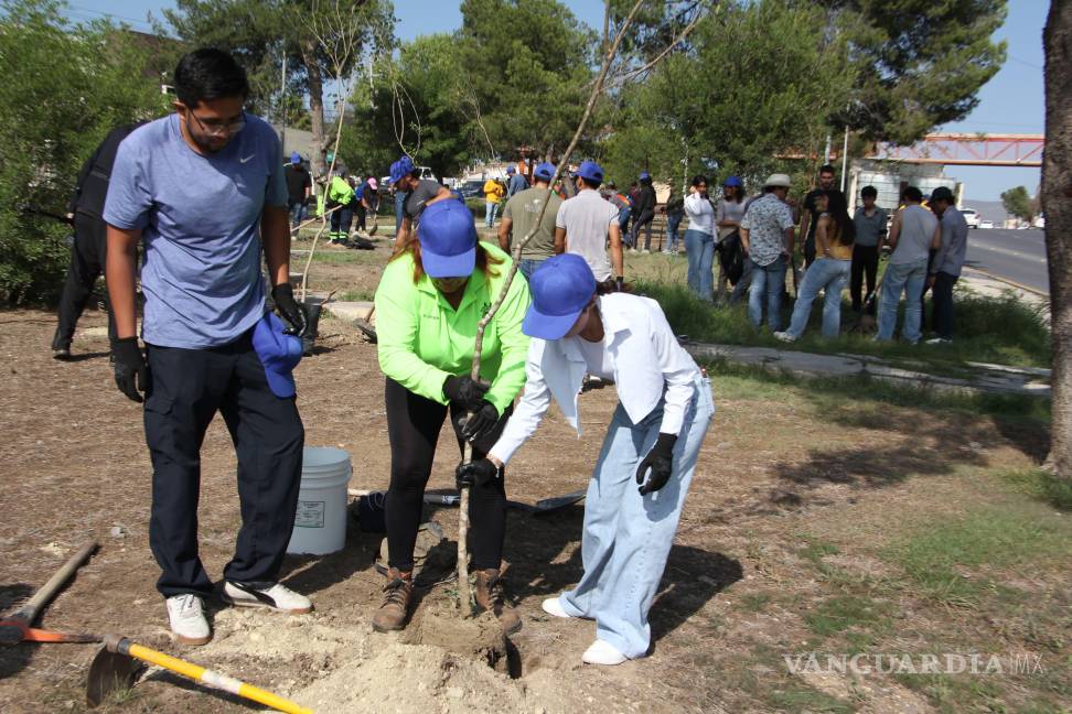 $!Las labores se realizan en temporada de lluvias para aumentar las probabilidades de supervivencia de los árboles plantados.
