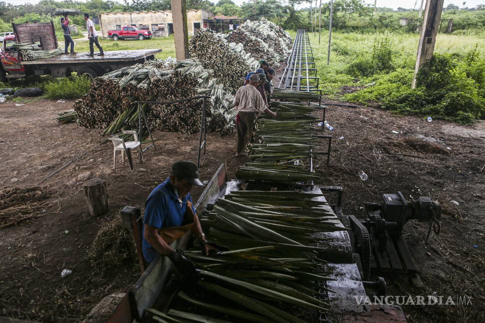 $!Trabajadores laboran en una planta procesadora de henequén en el municipio de Telchac Pueblo, Yucatán (México).