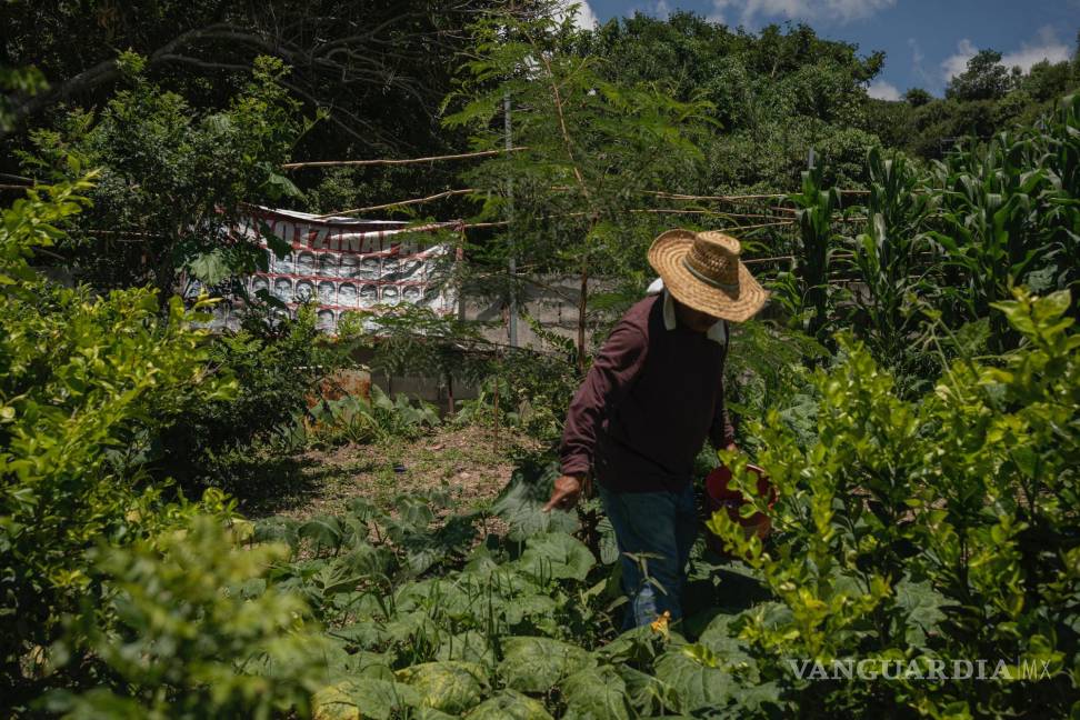 $!Clemente Rodríguez, cuyo hijo Christian es uno de los 43 estudiantes desaparecidos hace 10 años, trabaja su cultivo de maíz en Tixtla, en el estado de Guerrero, México.