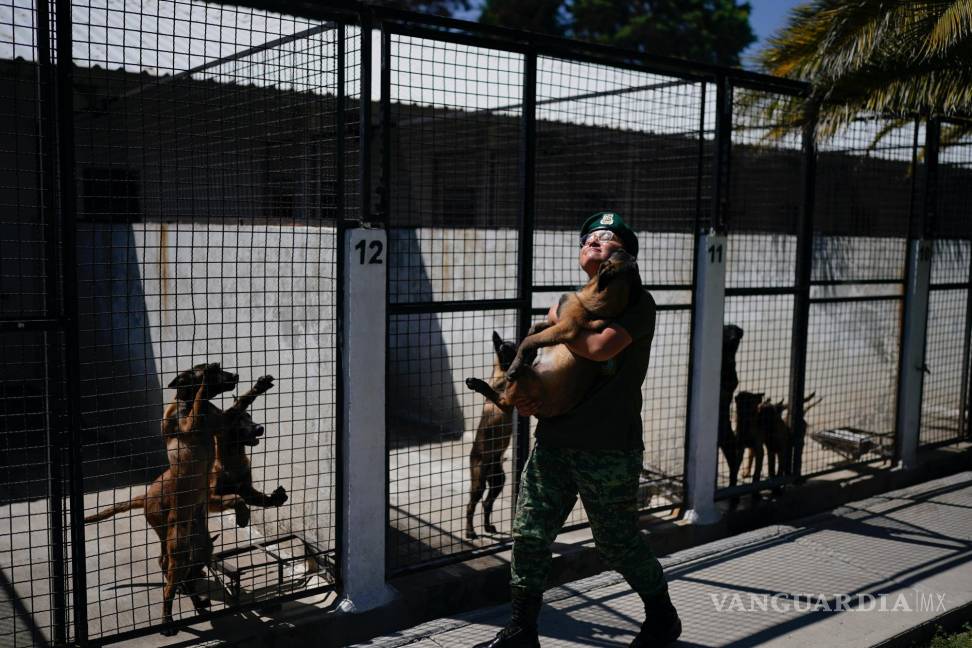 $!Un soldado veterinario lleva un cachorro de pastor belga malinois de vuelta a su chenil tras una sesión de entrenamiento para convertirse en perro del ejército.