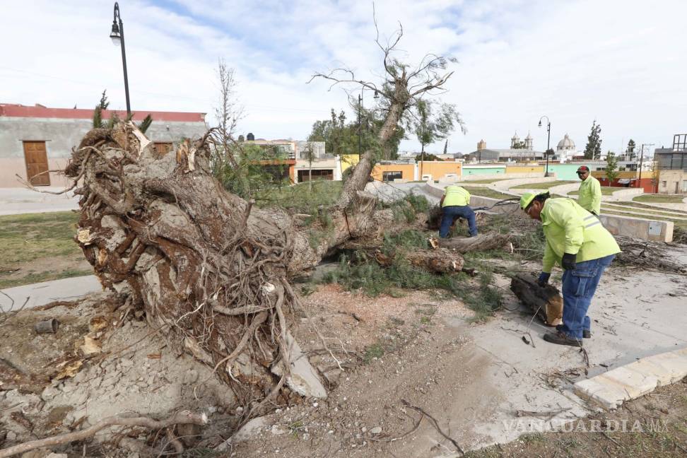 $!Cien reportes ciudadanos por daños a causa del viento en Saltillo