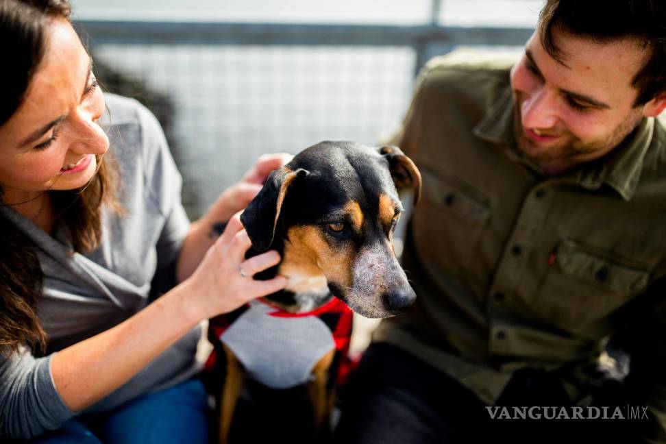 $!El mito más popular establece que un año humano equivale a siete años de un perro.