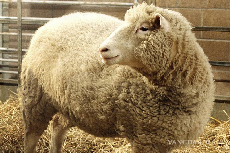 $!Dolly, primera oveja clonada producida mediante transferencia nuclear a partir de células de oveja adulta diferenciadas, en el Instituto Roslin de Edimburgo, en 1997.