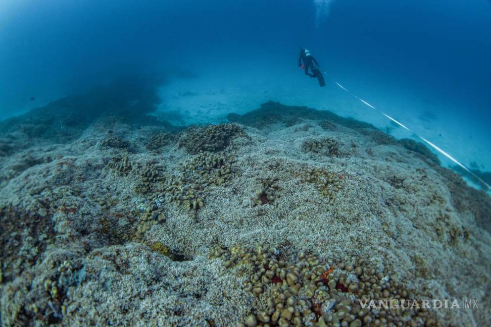 $!Fotografía cedida por National Geographic Pristine Seas de uno de sus buzos inspeccionando el coral más grande del mundo en las Islas Salomón.