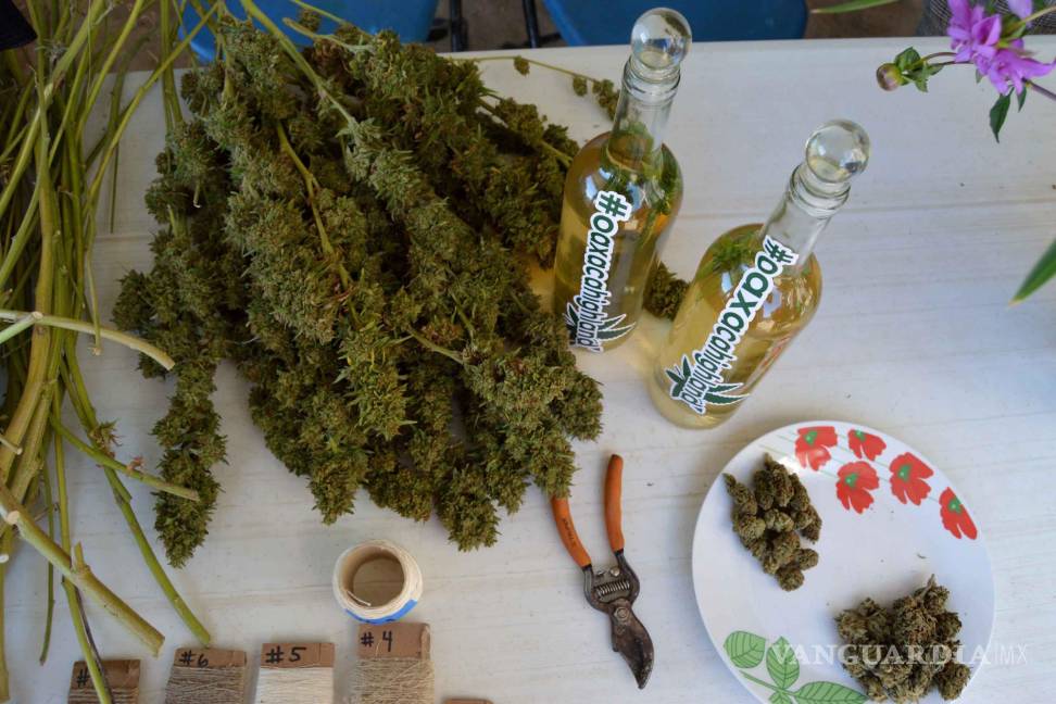 Hay potencial para ser líderes mundiales de cannabis: experto