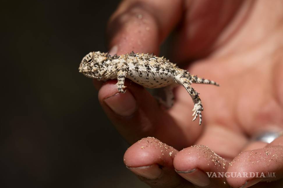 $!Un lagarto cornudo de California se clasifica durante una expedición botánica con estudiantes de la Universidad Autónoma de Baja California.