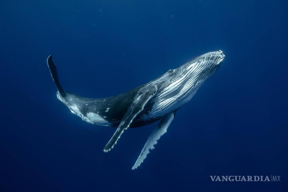 $!Una cría de ballena jorobada juega en las cálidas y protegidas aguas de Moorea.