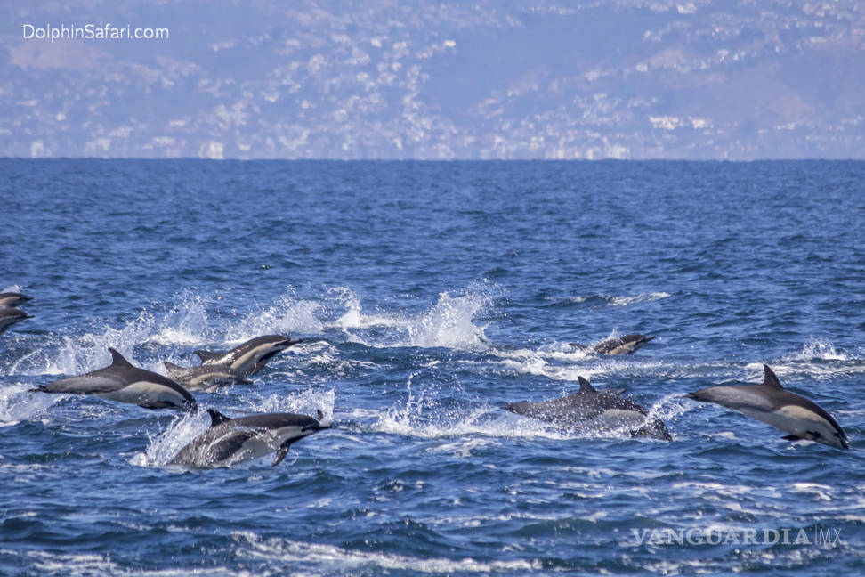 $!Capt. Dave's Whale Watching Safari Avista una estampida de unos 300 delfines en California