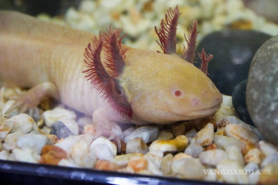 $!Un acuario con ajolotes en la Utopía Libertad de Iztapalapa.