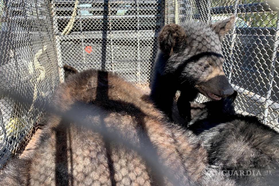 Atrapan a familia de osos en Monte de Sinaí