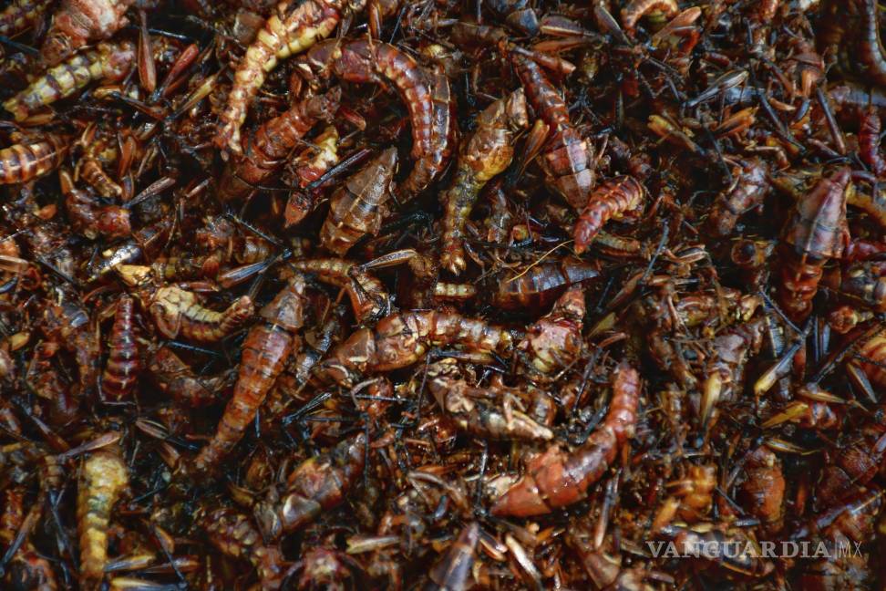 Chapulines y tunas en Saltillo: sabores del sur (Oaxaca) que conquistan el norte