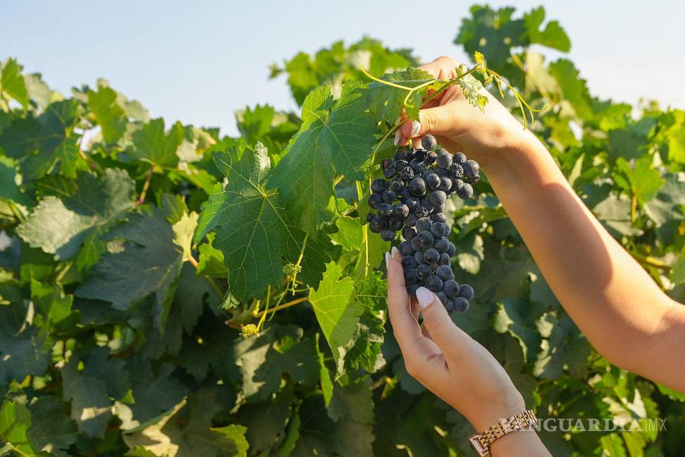 $!Proyectos vitivinícolas transforman la oferta turística de Ramos Arizpe.