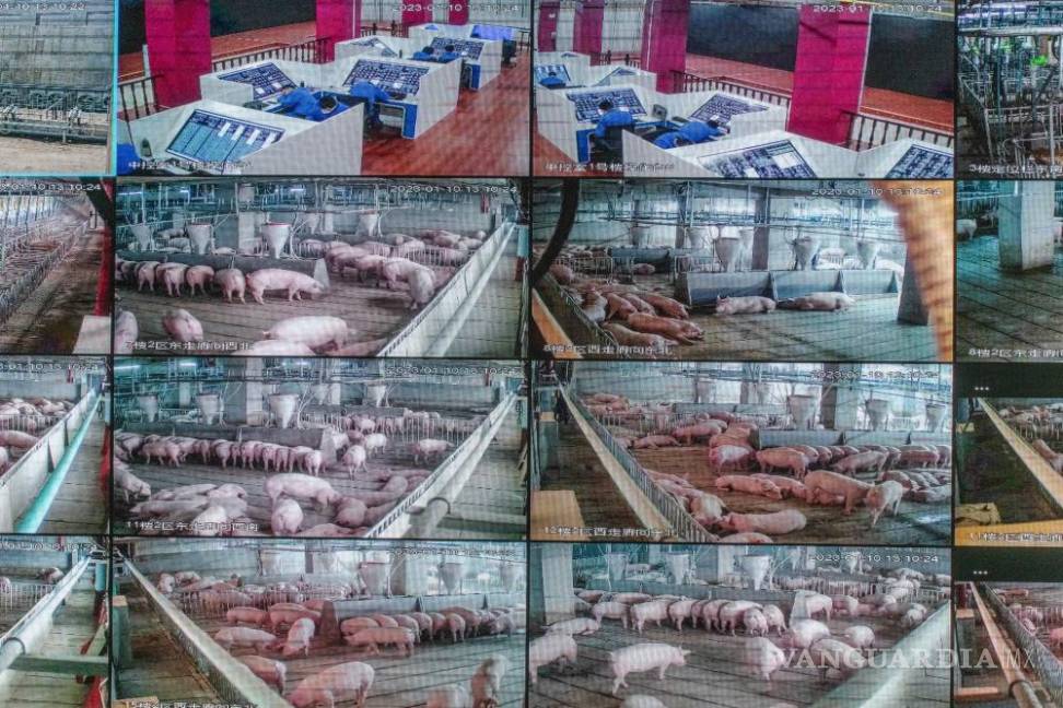 $!Imágenes de video de cámaras que monitorean cerdos en la granja de cerdos urbana construida en Ezhou, China.