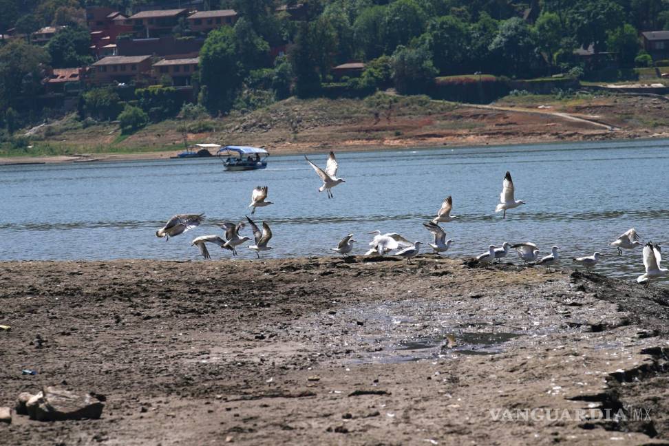 $!Una bandada de pájaros vuela a lo largo de las orillas expuestas de la presa Miguel Alemán en Valle de Bravo, México
