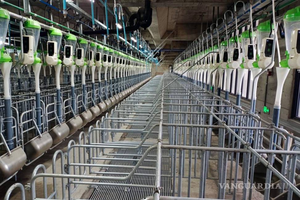 $!Puestos de alimentación individuales para cerdas reproductoras dentro de la granja de cerdos urbana de la compañía en las afueras de Ezhou, China.