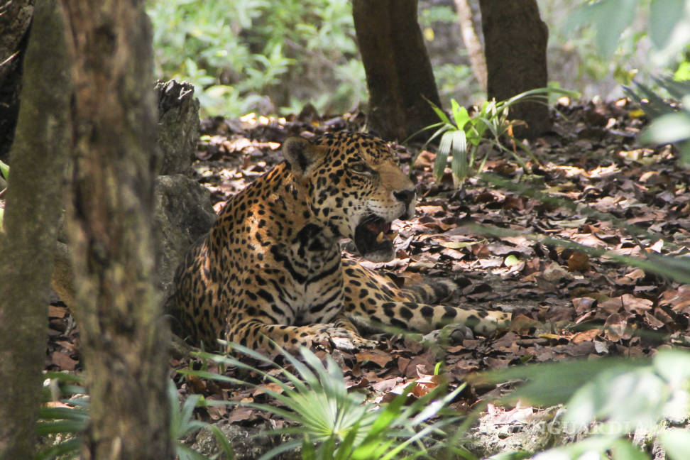 $!Aumenta el número de jaguares en México, pero siguen siendo una especie amenazada