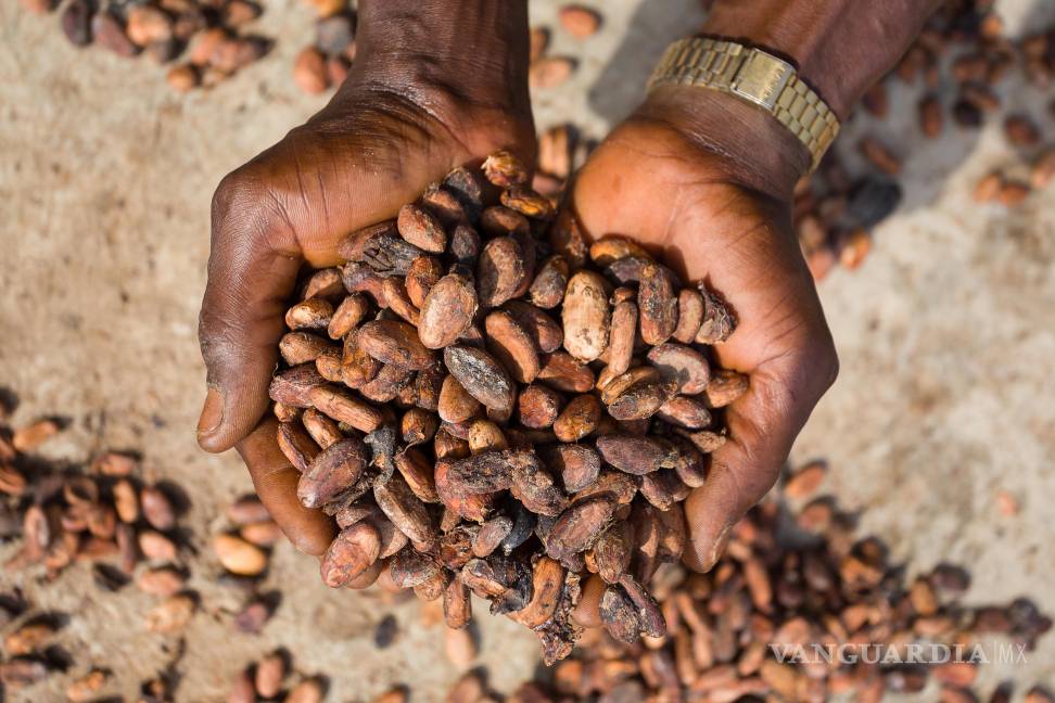 $!Granos de cacao se extienden para secar en una granja de la comunidad de Wao-Wao, en el estado de Ondo, Nigeria. África produce el 73 % del cacao mundial pero sólo consume el 3 % de chocolate.
