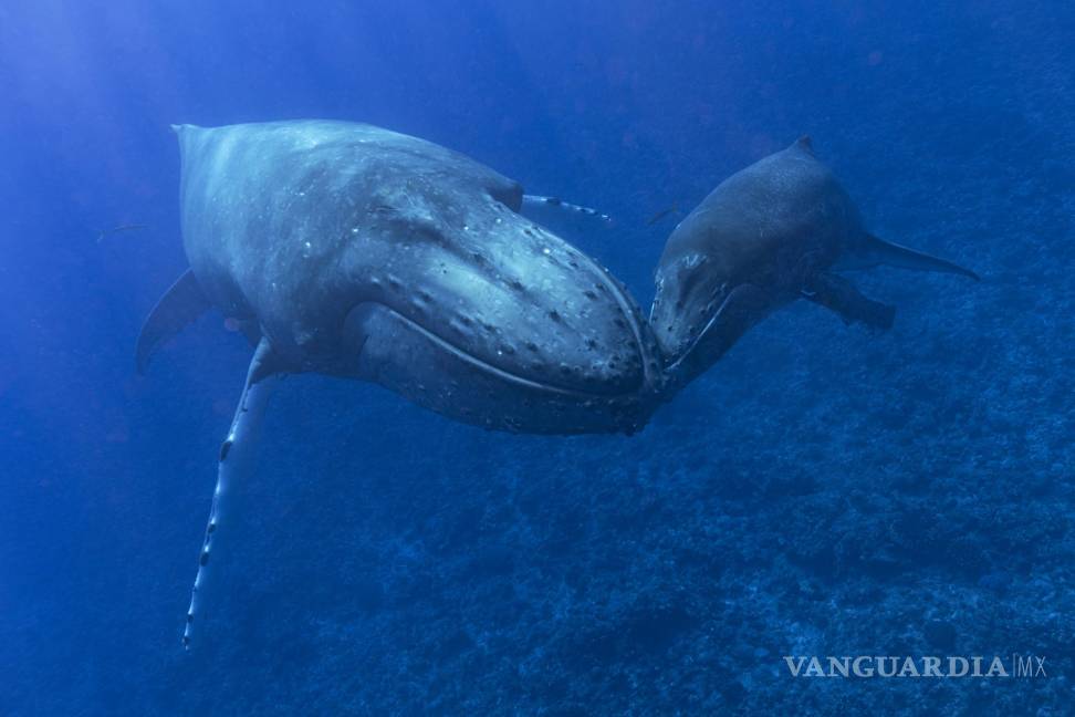 $!Una ballena jorobada y su cría en Rurutu, Polinesia Francesa, en septiembre de 2022.