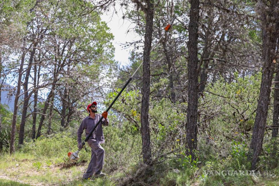 $!El programa incluye el control de la Heno Motita, planta que afecta la fotosíntesis y debilita los árboles de la región.