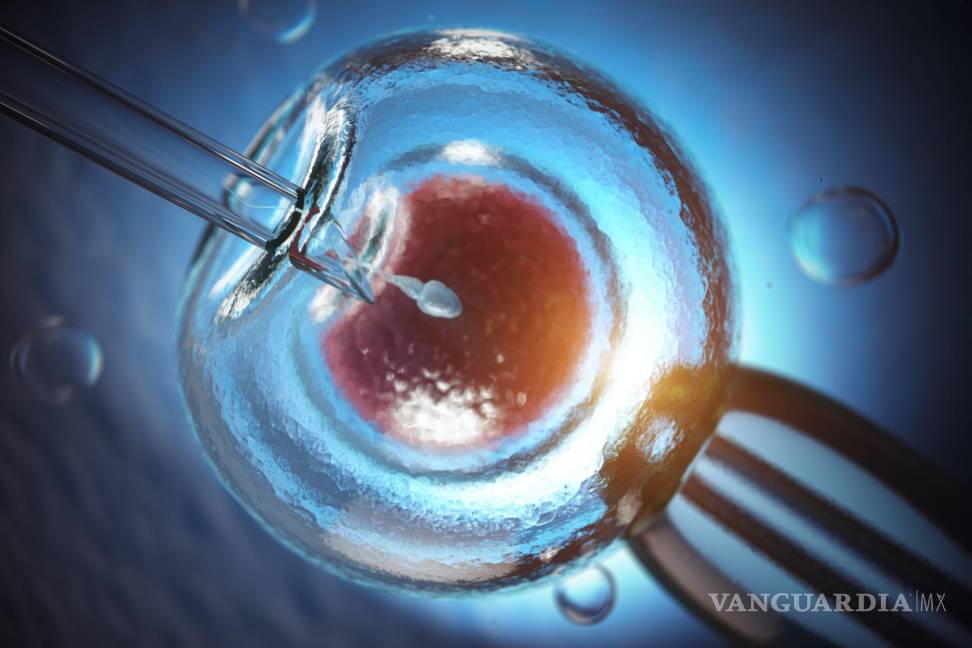 $!Imagen representativa de la reproducción artificial (fertilización in vitro).