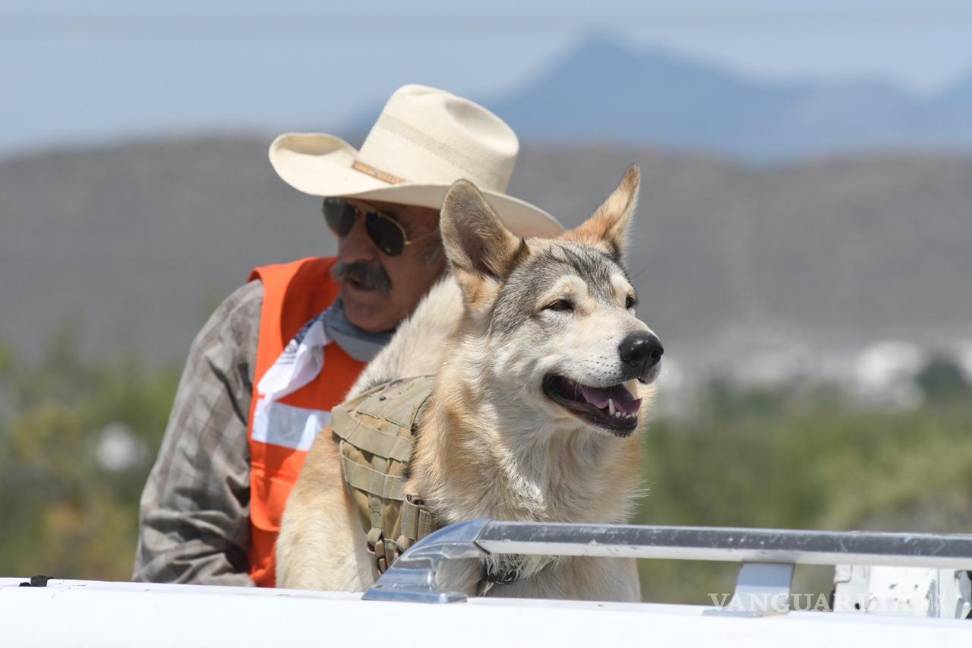 Baloc, el lobo mexicano que busca a Lluvia Estefanía en Ramos Arizpe