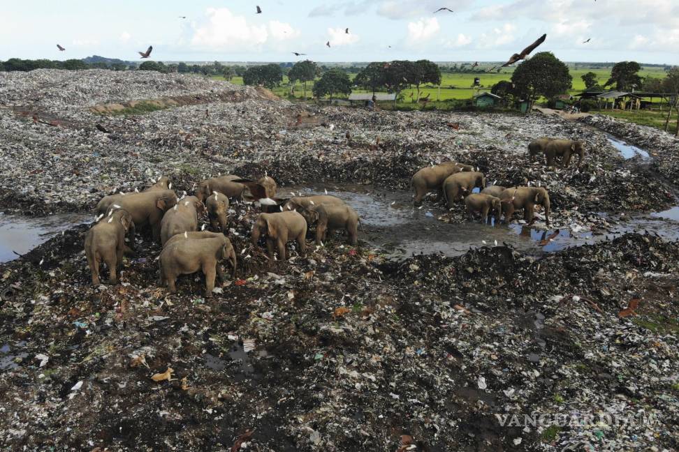 $!Elefantes salvajes buscan comida en un vertedero en la aldea de Pallakkadu en el distrito de Ampara, a unos 210 kilómetros al este de la capital, Colombo, Sri Lanka.