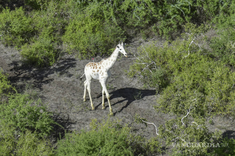 $!Última jirafa blanca del mundo estará controlada por GPS en Kenia