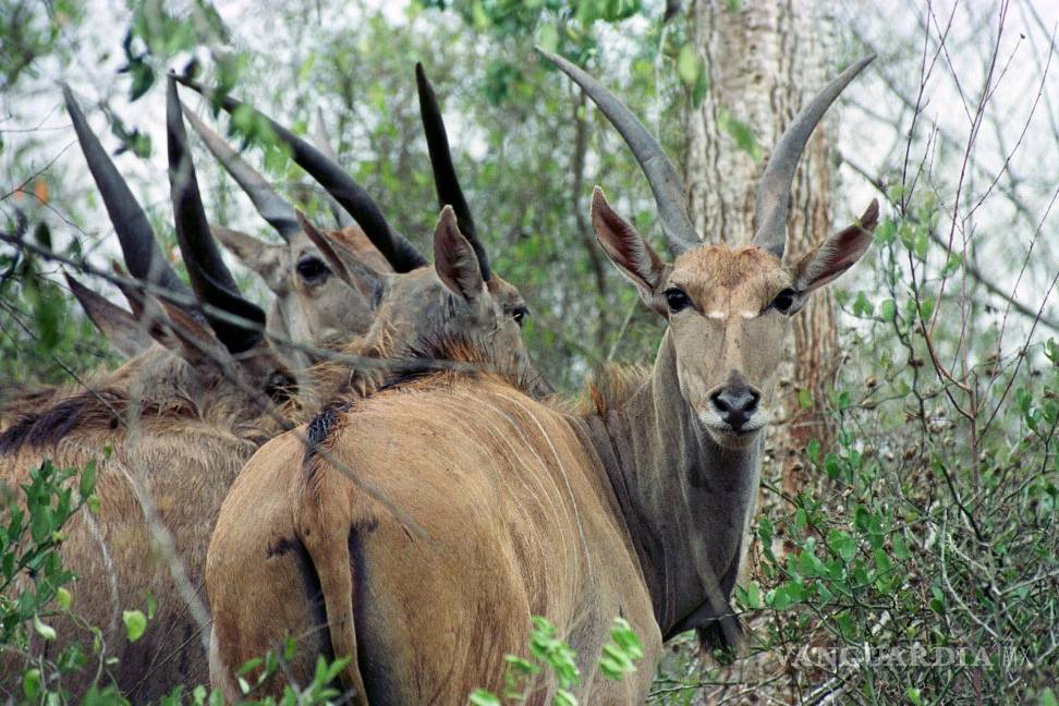 $!Antílopes, entre los matorrales tras ser liberados en el Parque Nacioanl de Quicama, a unos 75 kilómetros al sur de Luanda, la capital de Angola.
