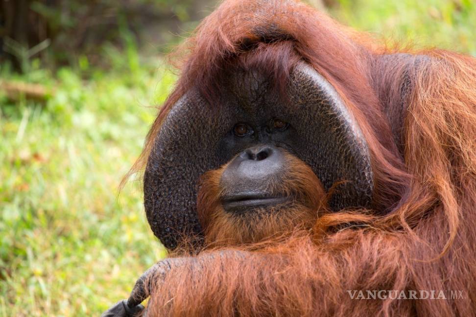 Fallece Chantek, el famoso orangután que se comunicaba por señas
